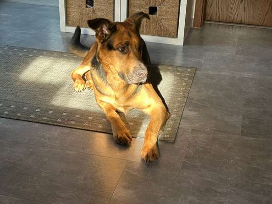 Hundetreffen-Tierheimhund trifft Gleichgesinnte-Bild