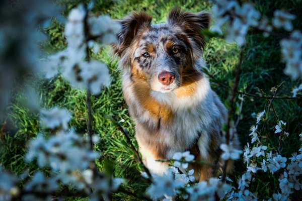 Die Dogorama Monats Challenge "Es grünt und blüht"-Beitrag-Bild
