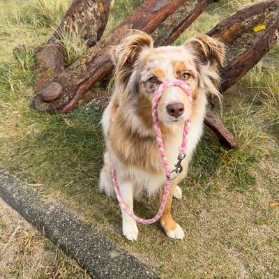 Hundetreffen-Gemeinsam spazieren / Social Walk-Bild