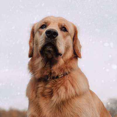 Golden Retriever-Beitrag-Bild