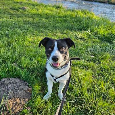 Hundetreffen-Playdate-Bild
