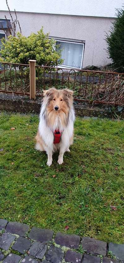 Langhaar Collies-Beitrag-Bild