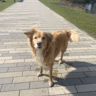 Hundetreffen-Ich suche Training für Haustür- und Auto-Situationen.-Bild