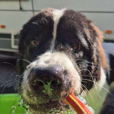 Hundetreffen-Klein Erna sucht Spielfreunde-Bild