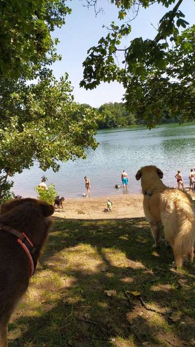 Hundeauslaufgebiet-Grüner See-Bild