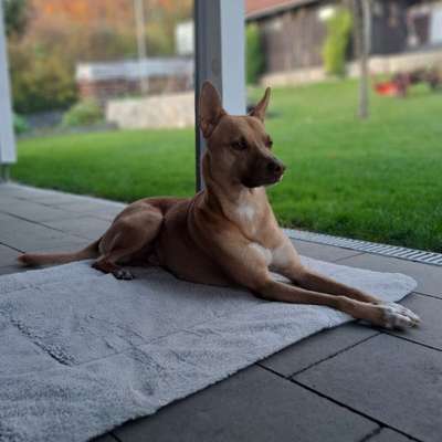 Hundetreffen-Gassi- & Trainingspartner-Bild