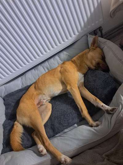 Impfung Tollwut - Gesicht angeschwollen-Beitrag-Bild