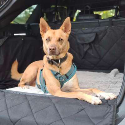 Podenco/Mischlinge hier? :-)-Beitrag-Bild