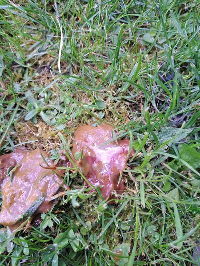 Schleimiger vermehrter Kotabsatz Hund-Beitrag-Bild