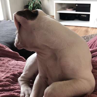 Hundetreffen-Welpentreffen-Bild