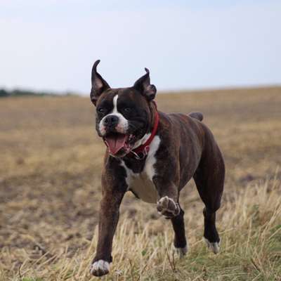 Hundetreffen-Gassi-/ Spielrunde in Burgwedel-Bild