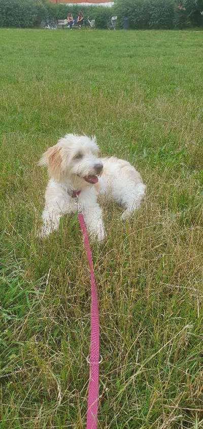 Hundetreffen-Hundewiese Am Welfenplatz-Bild