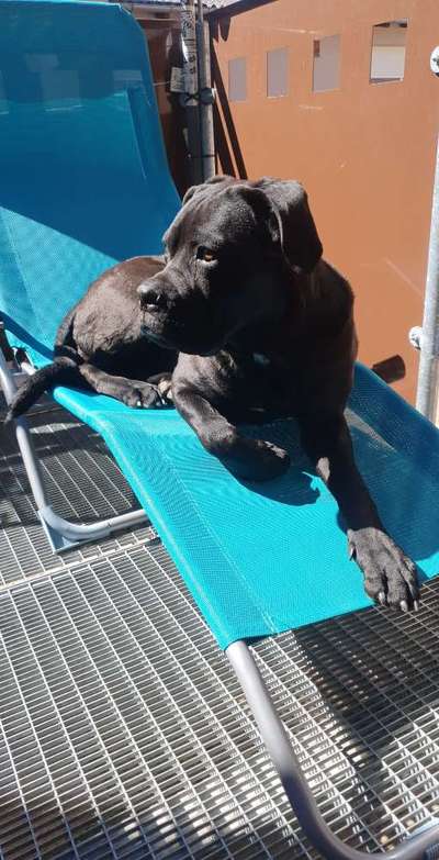 Die Dogorama Kalender Challenge 4/4-Beitrag-Bild