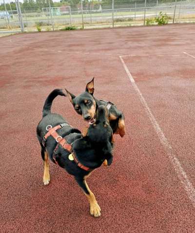 Hundetreffen-Treff in Hoyerswerda-Bild