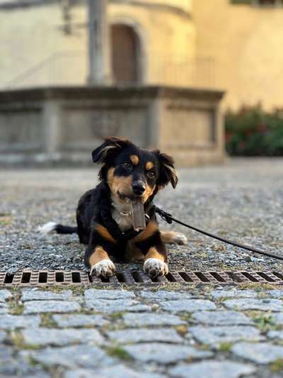 Hunde Porträt (Portrait) Galerie....-Beitrag-Bild