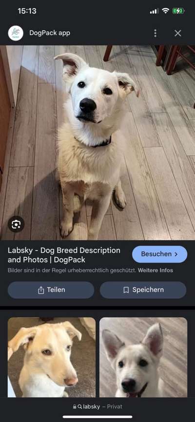 Rassenbestimmung- Tierschutzhund aus Rumänien-Beitrag-Bild