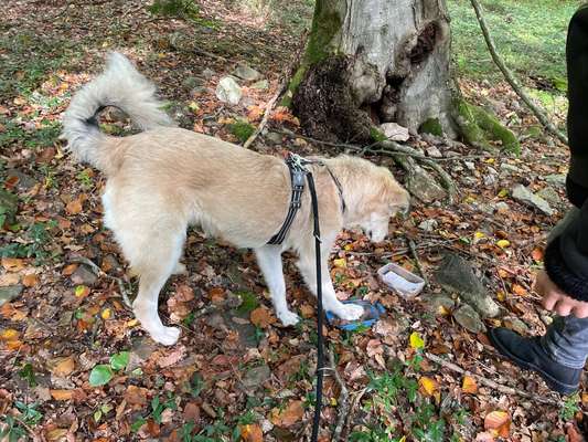 Rassenbestimmung- Tierschutzhund aus Rumänien-Beitrag-Bild