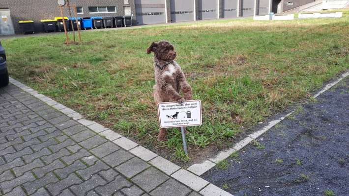 (Orginelle)Hunde Hinweis-, Warn-,Verboteschilder...habt ihr selbst welche ? (Erfahrung, Wirkung etc.-Beitrag-Bild