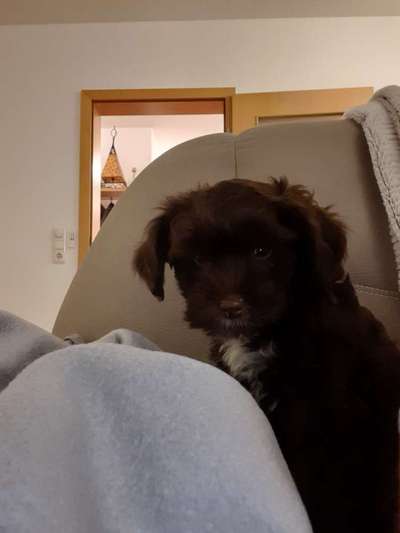 Hund und Beruf-Beitrag-Bild