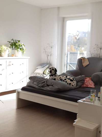 Hund und Beruf-Beitrag-Bild