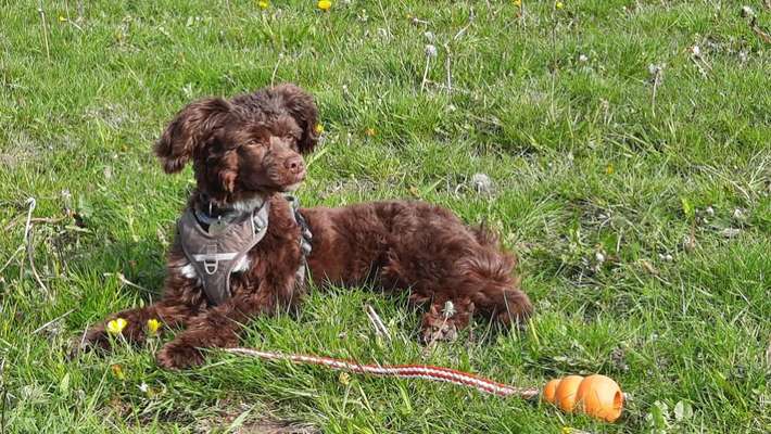 Sind hier noch andere Chinesen vertreten (Chinesischer Schopfhund-Powderpuff) ?-Beitrag-Bild