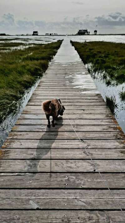 Foto Challenge Thema "Brücke"-Beitrag-Bild