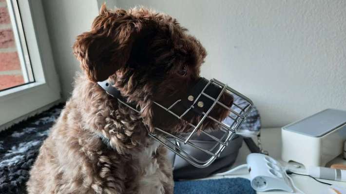 Wie sitzt mein Maulkorb / Maulkorb-Beratung-Beitrag-Bild