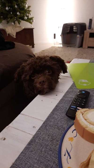 Dackelblick-Beitrag-Bild