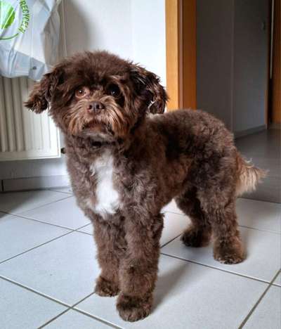 Vor dem Friseur - nach dem Friseur-Beitrag-Bild