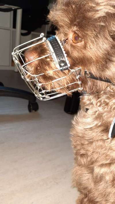 Zeigt mir doch bitte eure Maulkörbe!-Beitrag-Bild