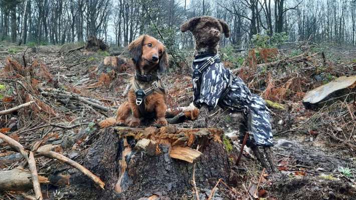Hundekleidung - Top oder Flop-Beitrag-Bild