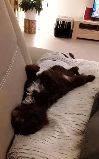 Hund und Beruf-Beitrag-Bild