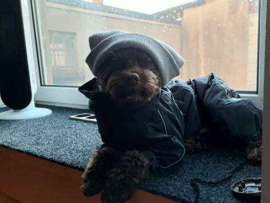 Hundekleidung - Top oder Flop-Beitrag-Bild