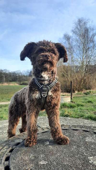 Reinrassige Hunde?-Beitrag-Bild