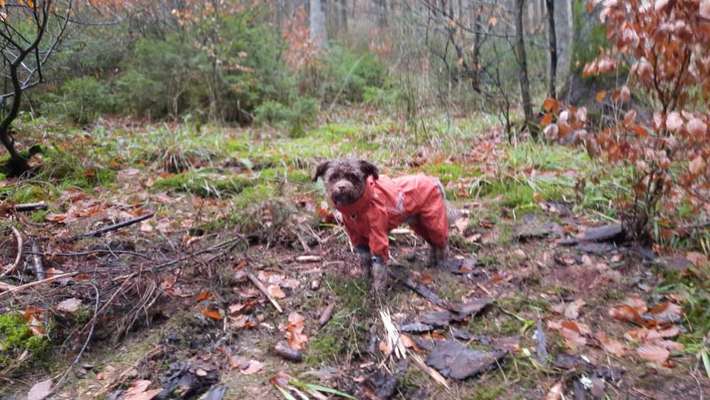 Hundekleidung - Top oder Flop-Beitrag-Bild