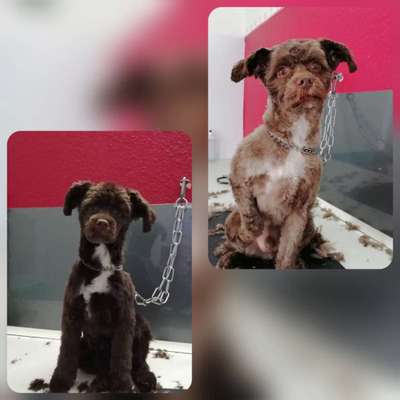 Chinese Crested (Chinesischer Schopfhund)-Beitrag-Bild