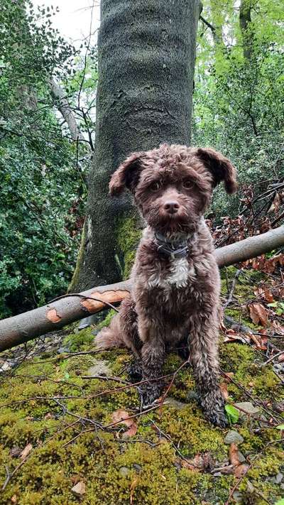 Chinese Crested (Chinesischer Schopfhund)-Beitrag-Bild