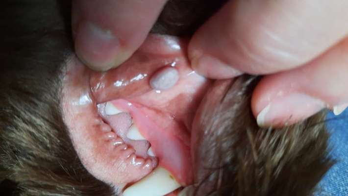 Wucherung an der Lefze-Beitrag-Bild