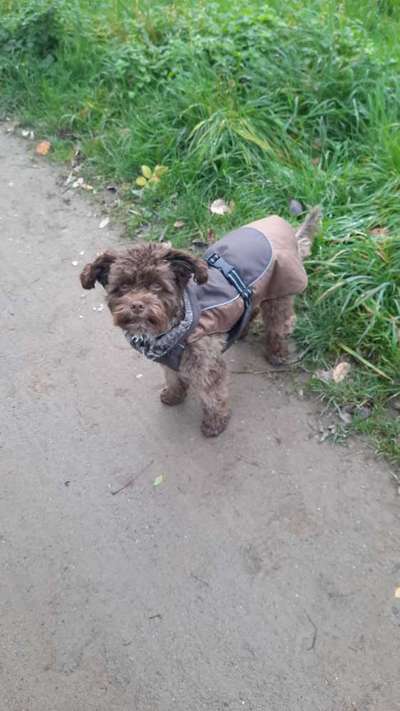 Hundekleidung - Top oder Flop-Beitrag-Bild