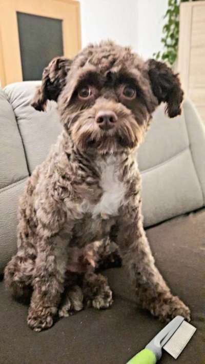 Chinese Crested (Chinesischer Schopfhund)-Beitrag-Bild