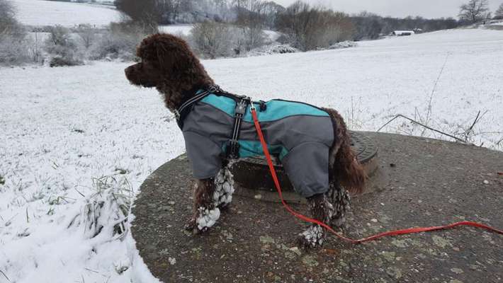 Hundekleidung - Top oder Flop-Beitrag-Bild