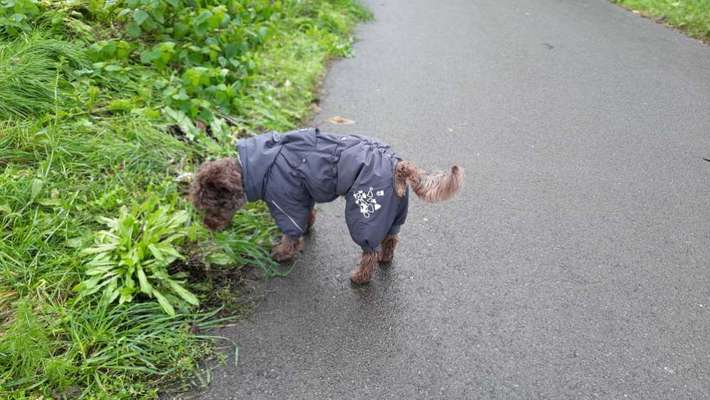 Hundekleidung - Top oder Flop-Beitrag-Bild