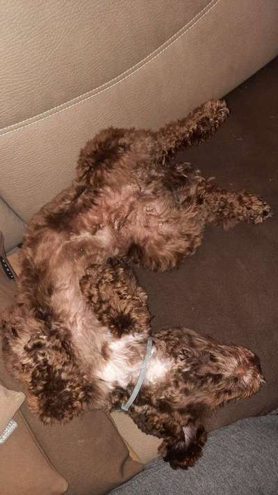 Chinese Crested (Chinesischer Schopfhund)-Beitrag-Bild