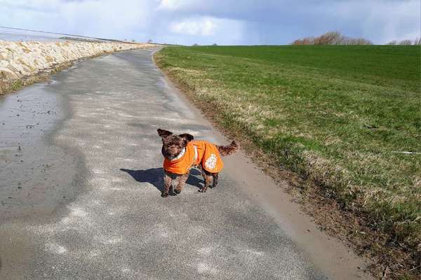 Hundekleidung - Top oder Flop-Beitrag-Bild