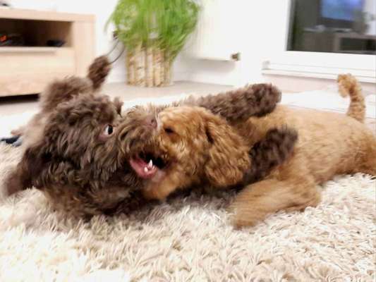 Fotosammlung: ,,Der natürliche Hund" Unbearbeitet, ungestellt und in Natura-Beitrag-Bild