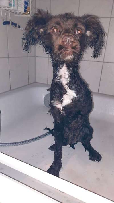 Dogorama-Monats-Challenge-Mai "Wasser"-Beitrag-Bild