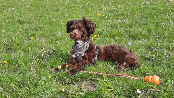 Das passende Brustgeschirr-Beitrag-Bild