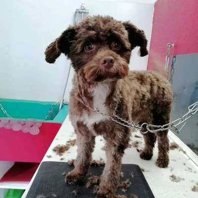 Schneideverbot für Vibrissen-Beitrag-Bild