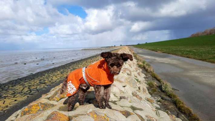 Urlaub mit Hund in Cuxhaven-Beitrag-Bild