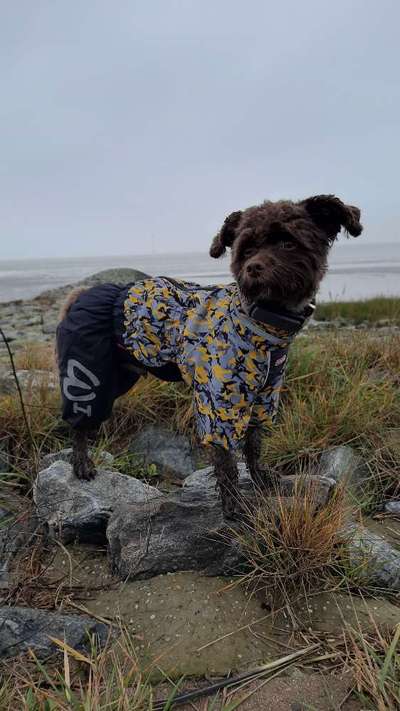 Hundekleidung - Top oder Flop-Beitrag-Bild